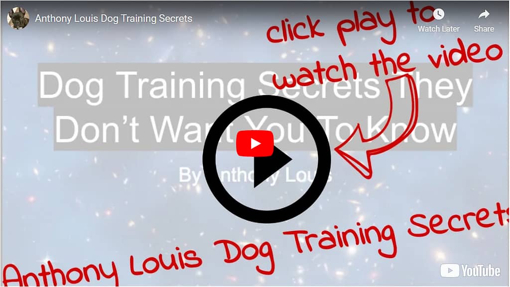 can a dog eat croutons training video image