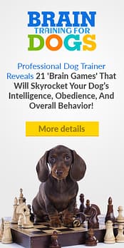 training image for the post asking can dogs eat pistachio nuts